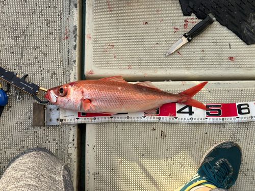 ハチビキの釣果