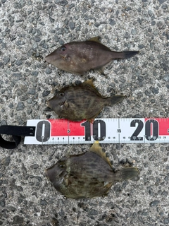 カワハギの釣果