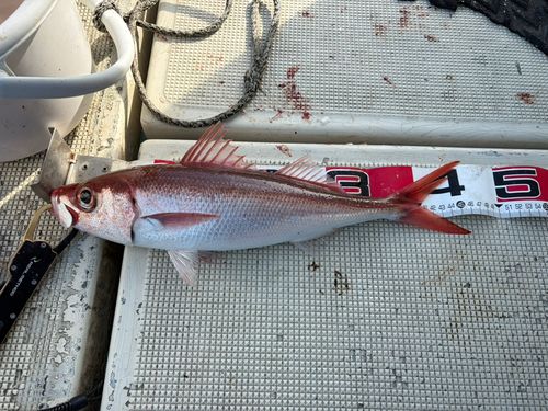 ハチビキの釣果