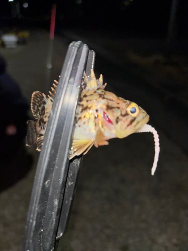 クロソイの釣果