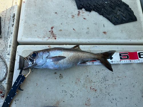 クロムツの釣果