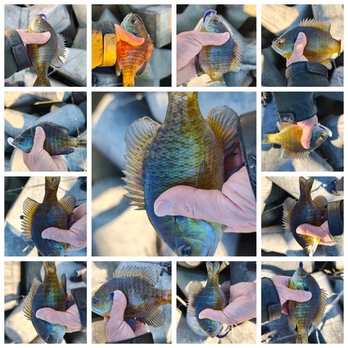 ブルーギルの釣果