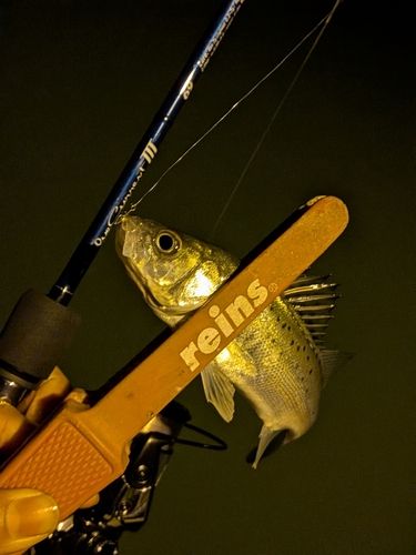 セイゴ（マルスズキ）の釣果