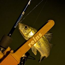 セイゴ（マルスズキ）