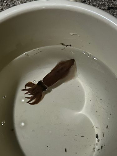 大村湾（北部）