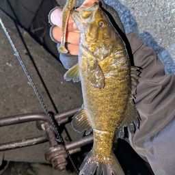 スモールマウスバス