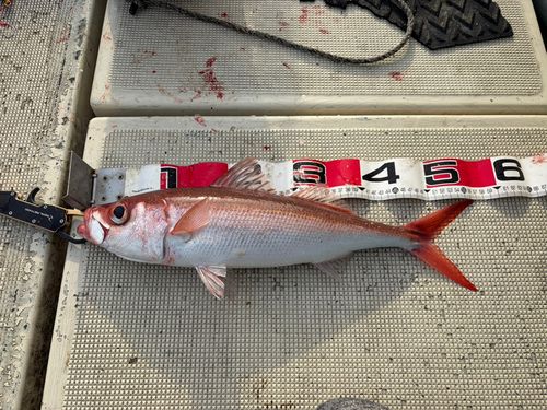 ハチビキの釣果