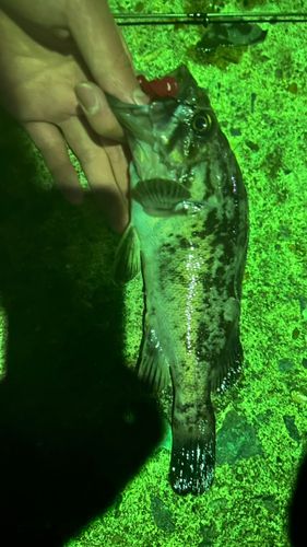 クロソイの釣果