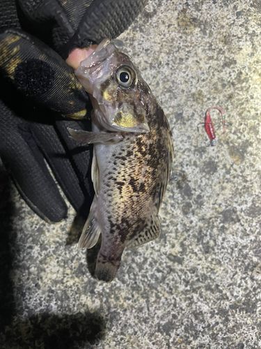 クロソイの釣果