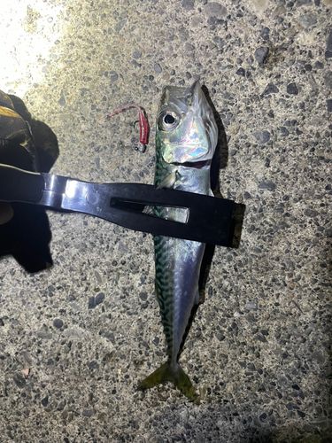 サバの釣果