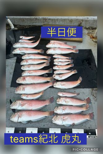 シロアマダイの釣果