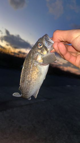 クロソイの釣果