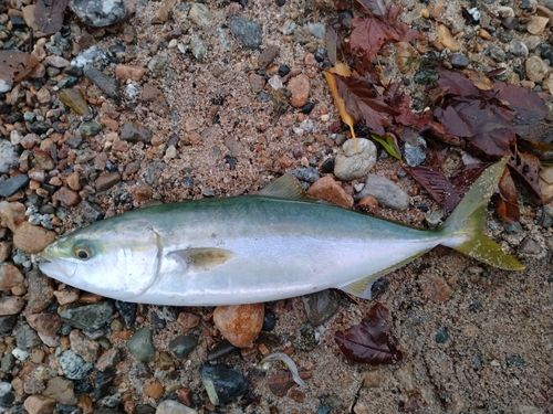 フクラギの釣果