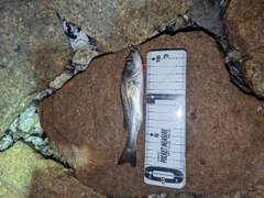 セイゴ（マルスズキ）の釣果