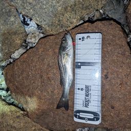 セイゴ（マルスズキ）