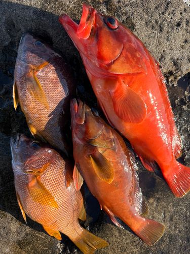 アカハタの釣果