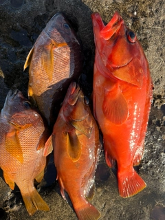 シブダイの釣果
