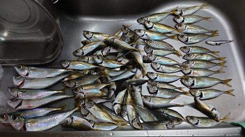 サバの釣果