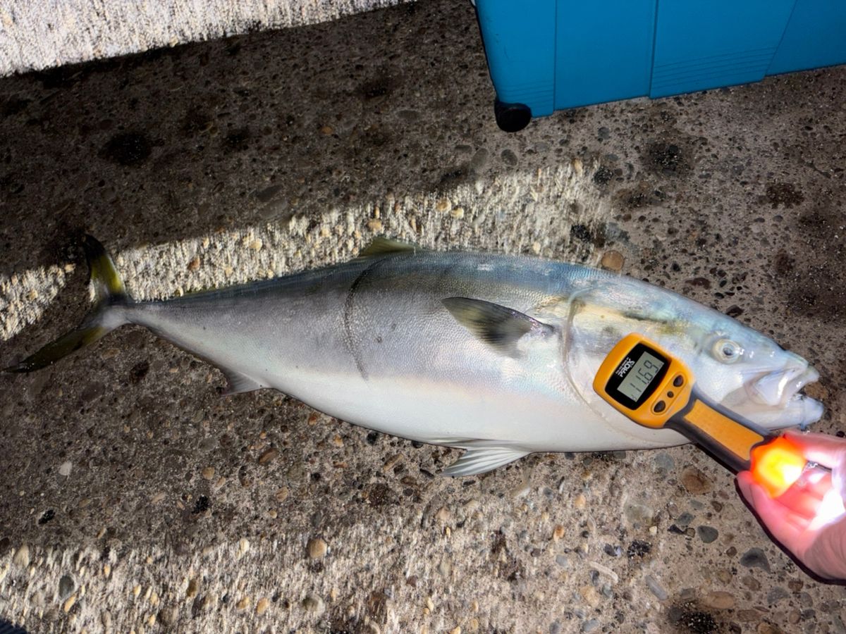 べなちゃんさんの釣果 2枚目の画像