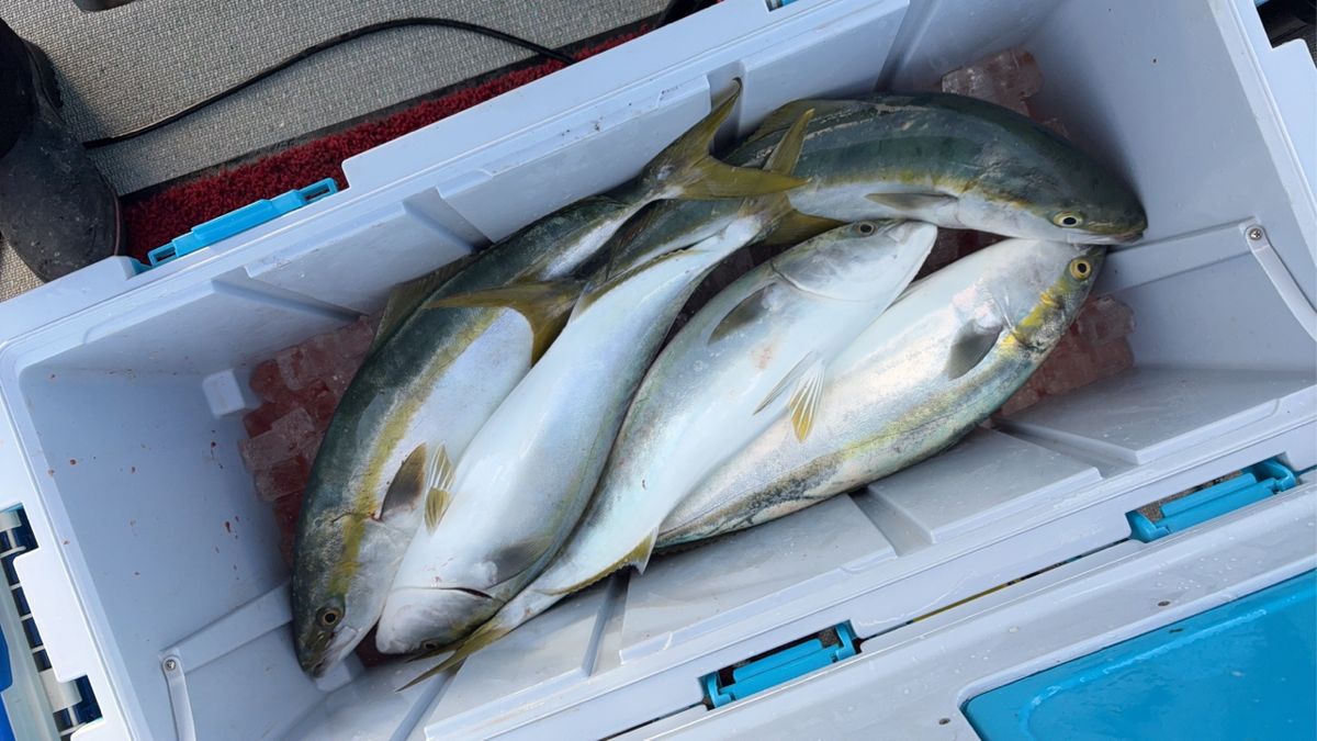 べなちゃんさんの釣果 3枚目の画像