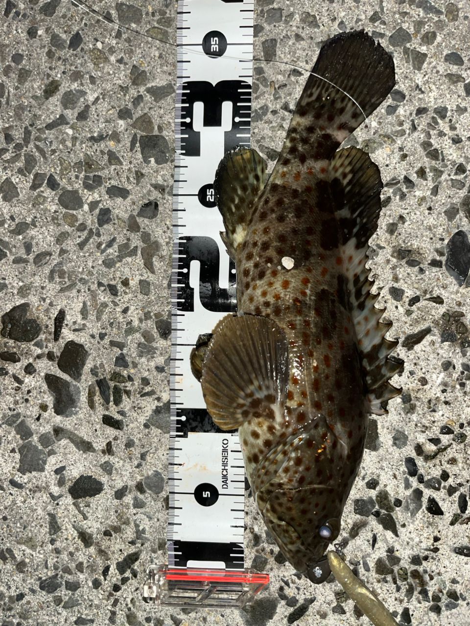 チャイロマルハタ