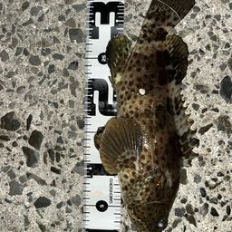 チャイロマルハタ