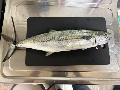 サゴシの釣果