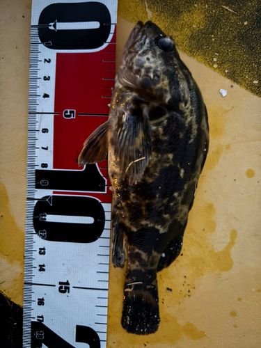 タケノコメバルの釣果