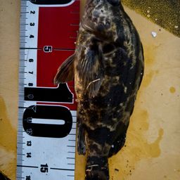 タケノコメバル