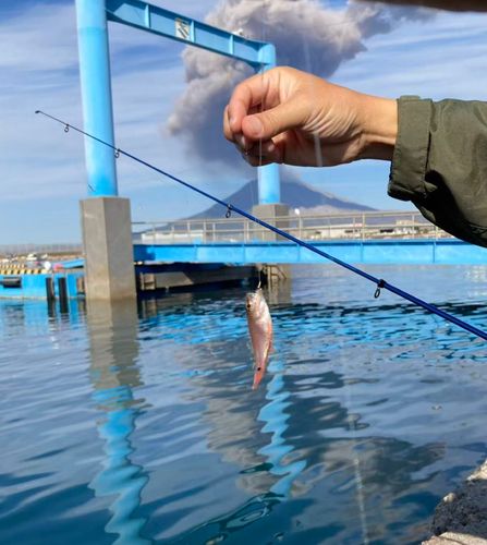 ネンブツダイの釣果