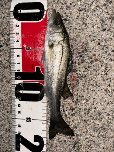 セイゴ（ヒラスズキ）の釣果