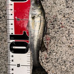 セイゴ（ヒラスズキ）