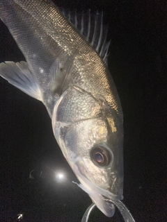 フッコ（マルスズキ）の釣果