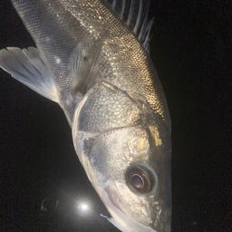 フッコ（マルスズキ）