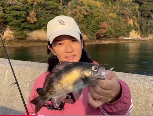 メバルの釣果