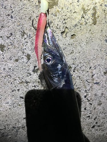 タチウオの釣果