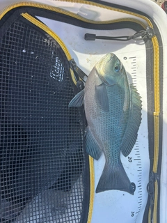 クチブトグレの釣果