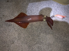 イカの釣果