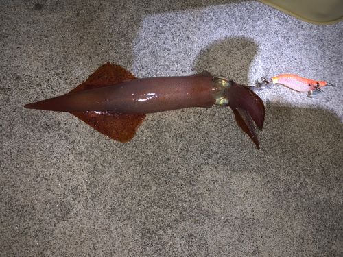 イカの釣果