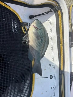 クチブトグレの釣果