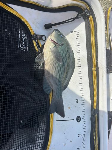 クチブトグレの釣果