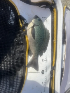 クチブトグレの釣果