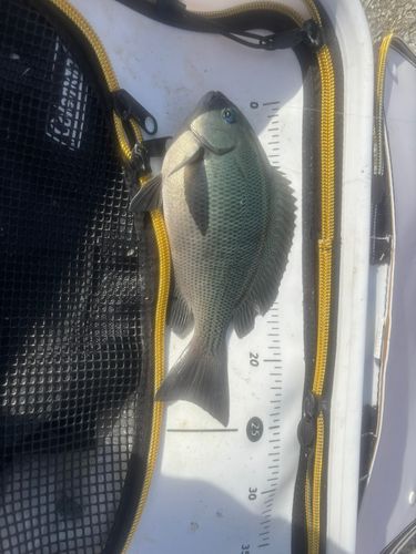 クチブトグレの釣果