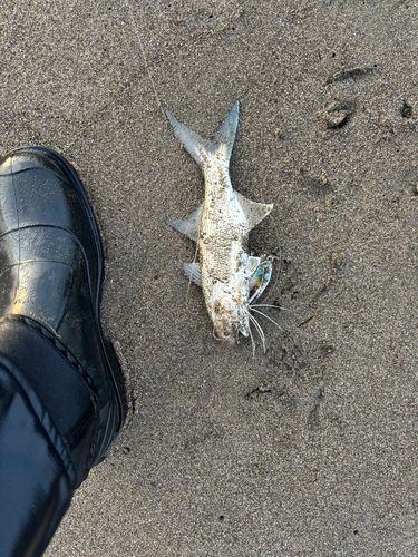 ツバメコノシロの釣果
