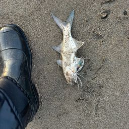 ツバメコノシロ