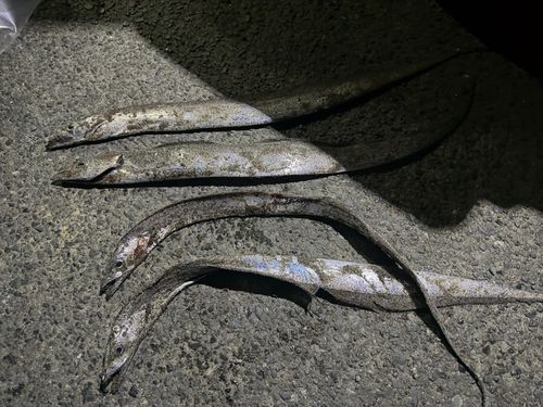 タチウオの釣果