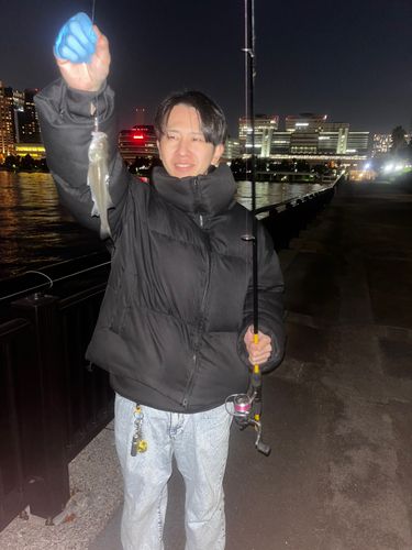 セイゴ（マルスズキ）の釣果