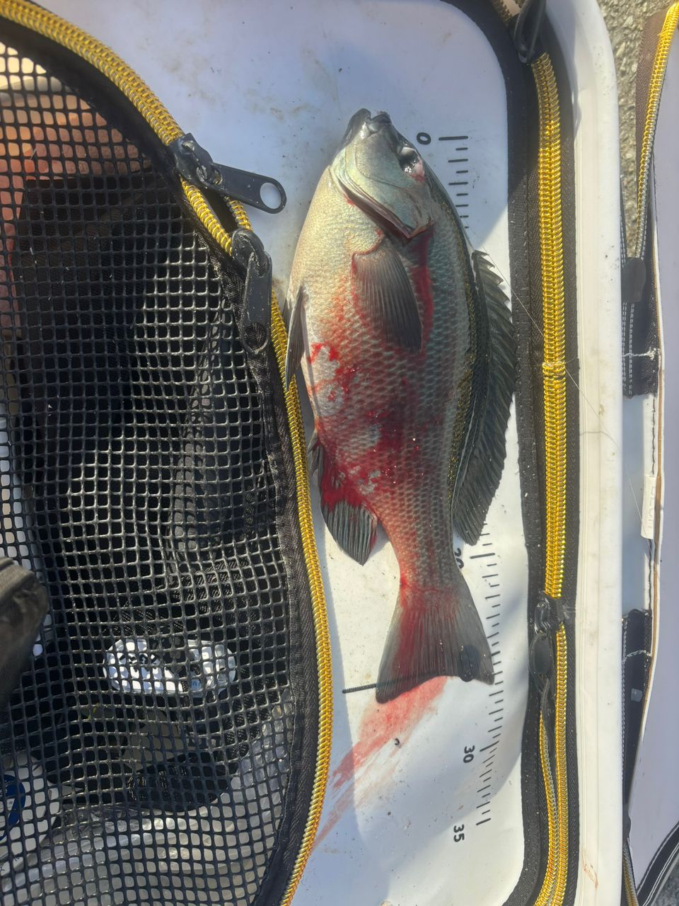 SHIMANO 18ラディックス 1.5-530の最安値・インプレ・釣果 | 本音の