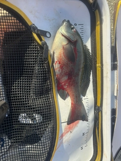 クチブトグレの釣果