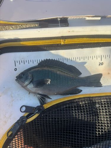クチブトグレの釣果
